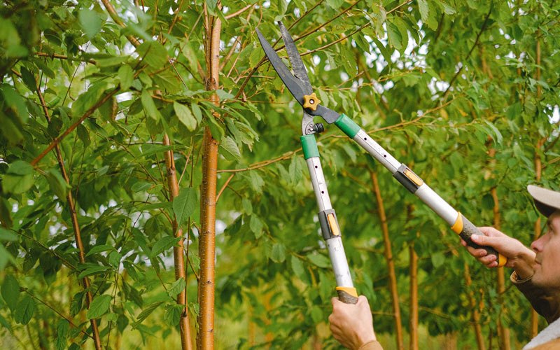 Tree trimming in Seagraves, TX