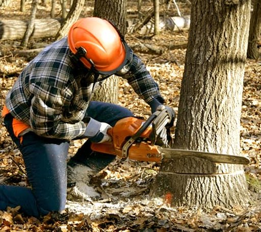 Tree Removal in Seagraves, TX